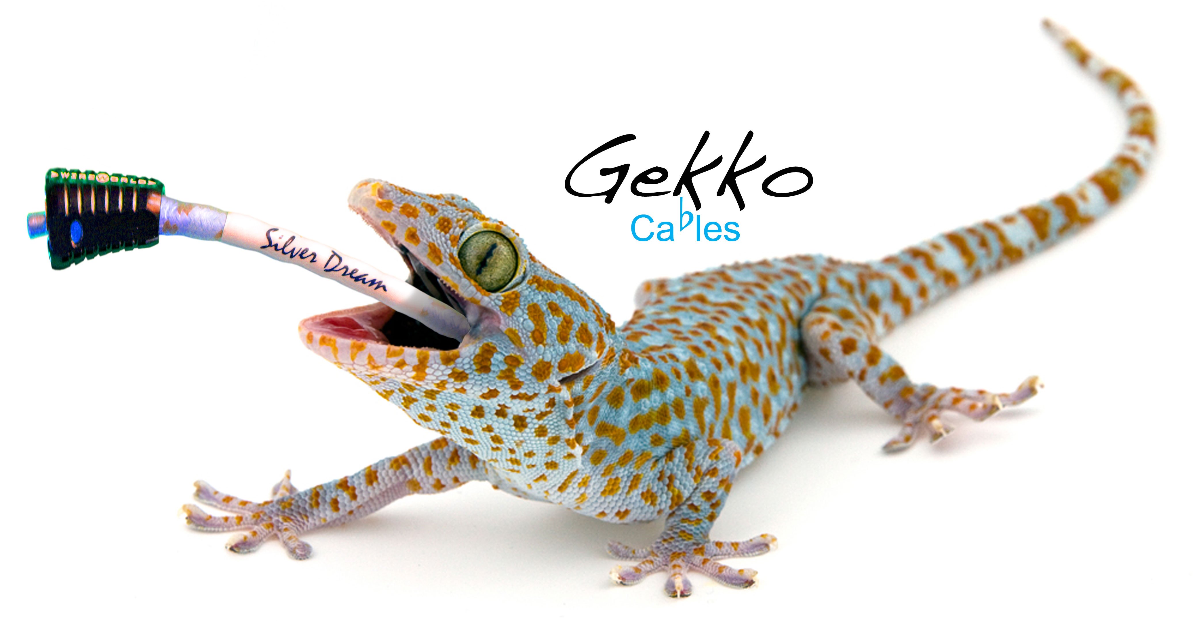Прозрачная ящерица. Тукке геккон. Геккон Филиппины. Геккон эублефар синий. Гекко Гекко геккон токи.